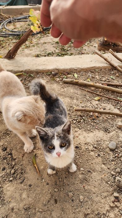 Кошка мушук сотилади