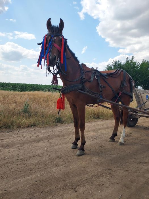 Vnd sau schimb cârlan