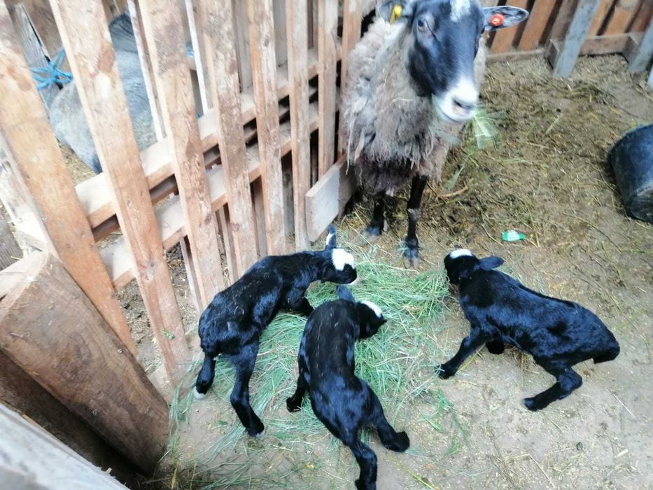 150бр.Romanovski ovce Романовски овце