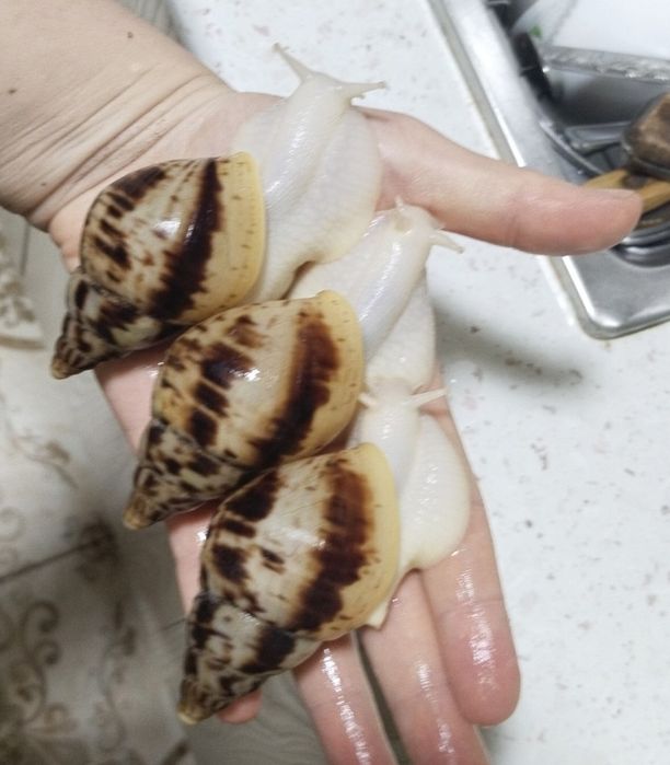 Ulitka Axatina, kosmetologicheskiy, shilliqurt