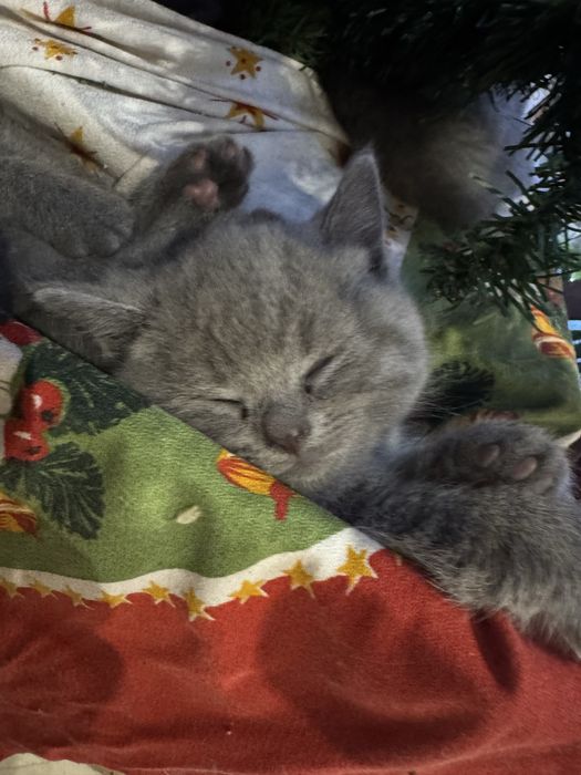 Британски сини коткенца