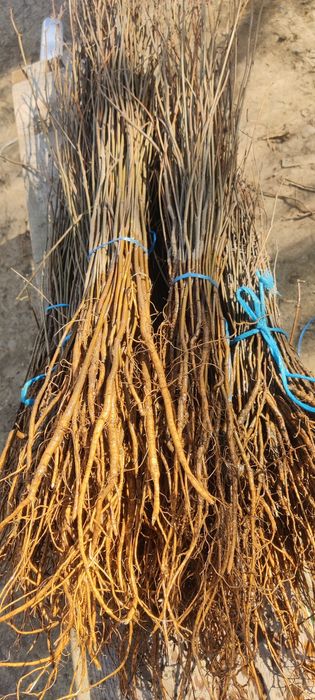 Puieți de salcâm cu creșterea dubla