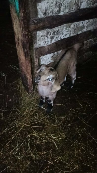 Vând căpriță cu ieduț