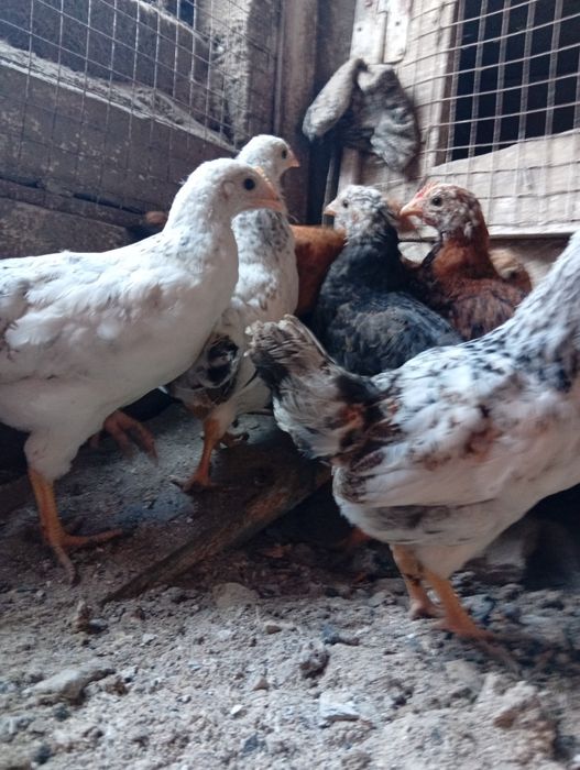 Продам цыплят 2 мес