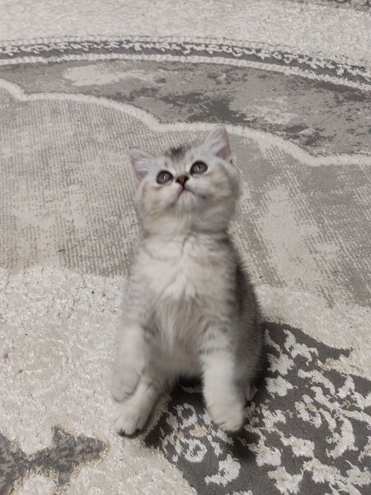 Шикарный  мальчишка серебристая шиншилла