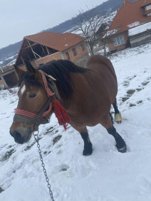 Vand sau scimb manza 3 ani