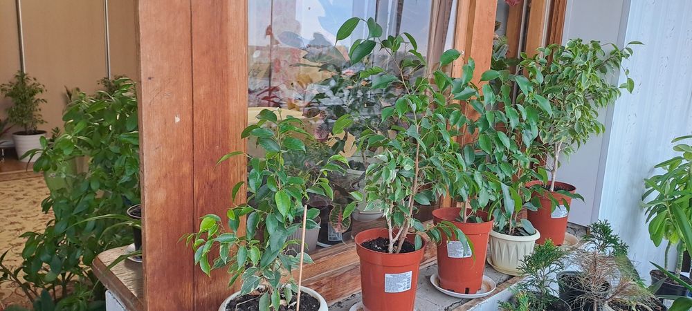 Продам комнатные цветы