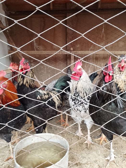 Әтеш,қораз,петух