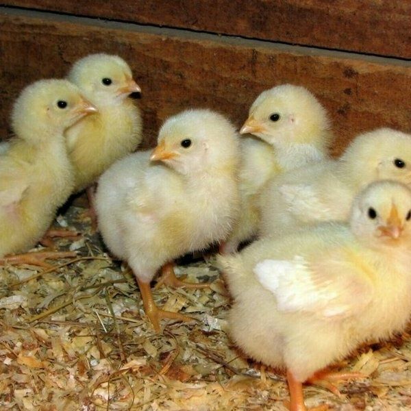 Продам недельных цыплят