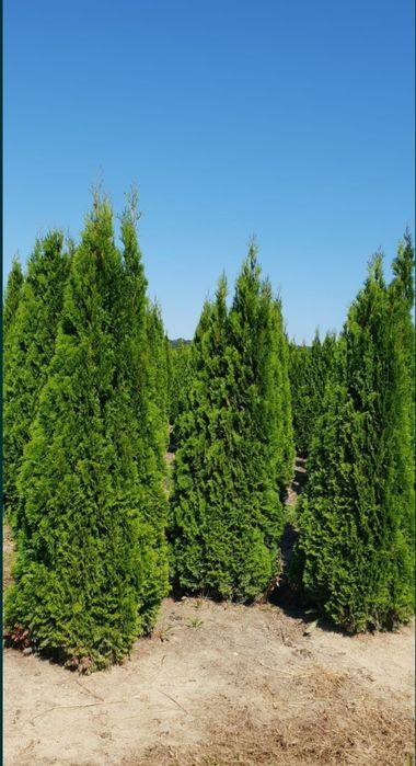 Plante ornamentale: tuia smaragd/ leylandii/ brazi/ tei/ pin/ liliac/