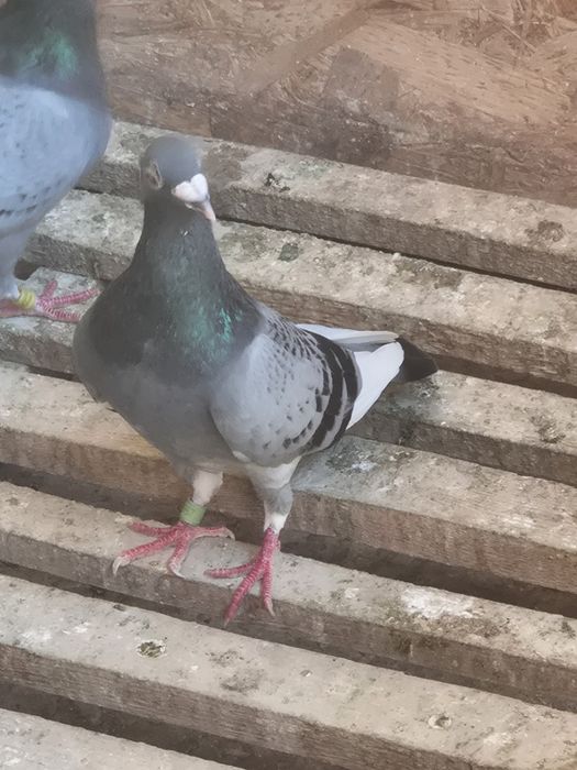 Vand porumbei voiajori