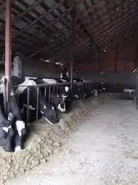 Schimb vacă românească