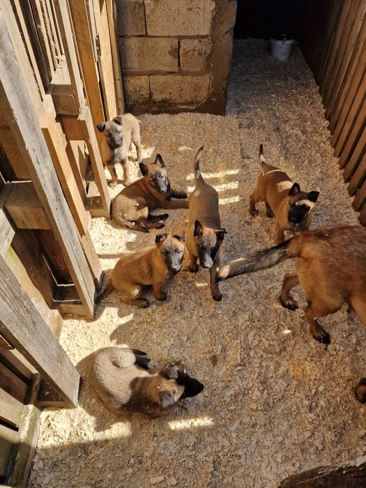 Бебета Малиноа с поставени 2 ваксини