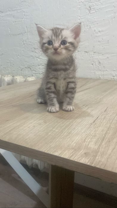 Британские котята.
