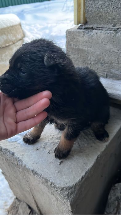 Щенки немецкой Овчарки