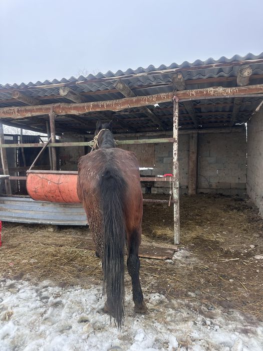 Бордакы бие семіз бие