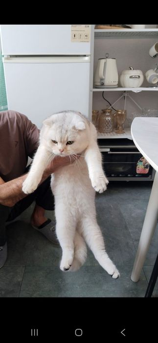 Вязка британская шиншила у себя