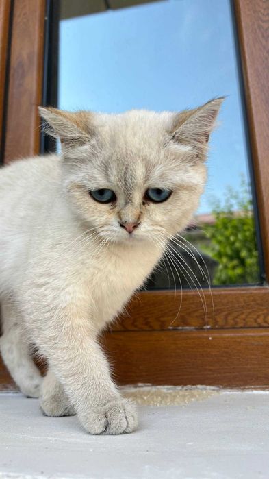 mushuk point shinshilla chinchilla toza qon