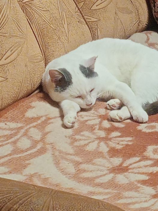 Отдам котика в добрые руки