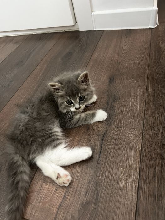 Продаётся  котёнок