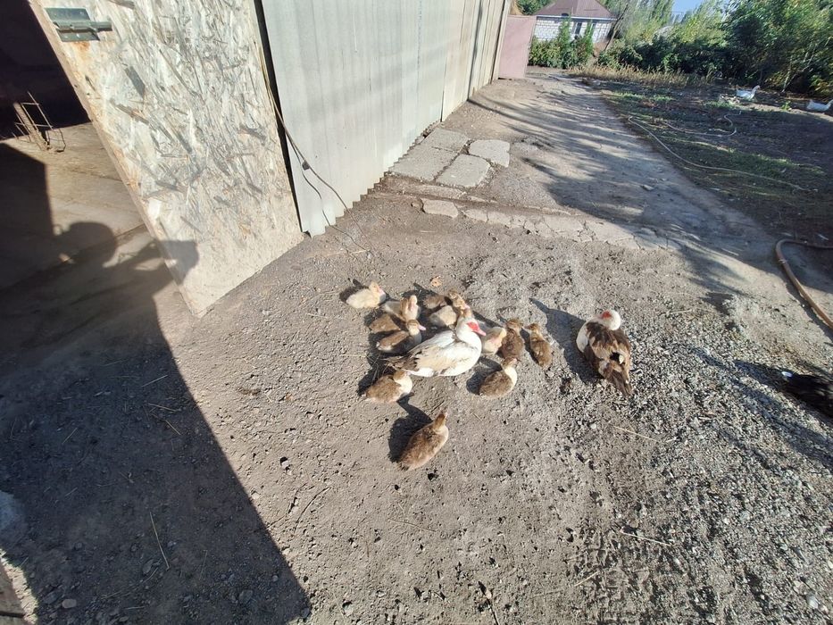 Утки и утята за все 18.000 тг