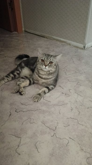 Кошка короткошорстная Британка