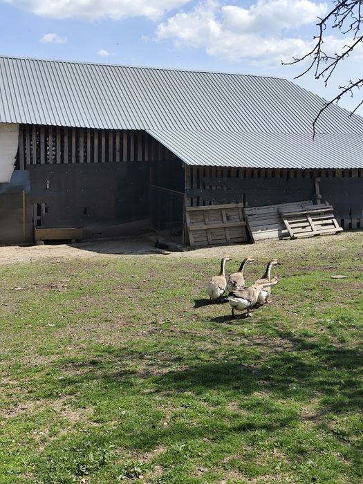 Vând familie de gâște