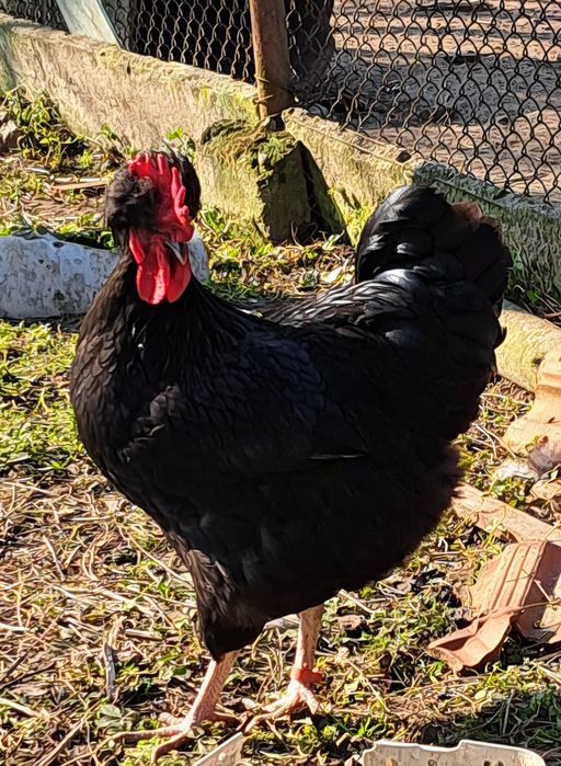 Петел Косовски певец