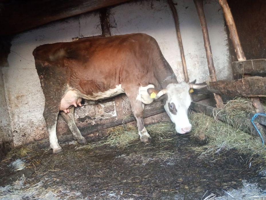 Vând vaca fătată recent