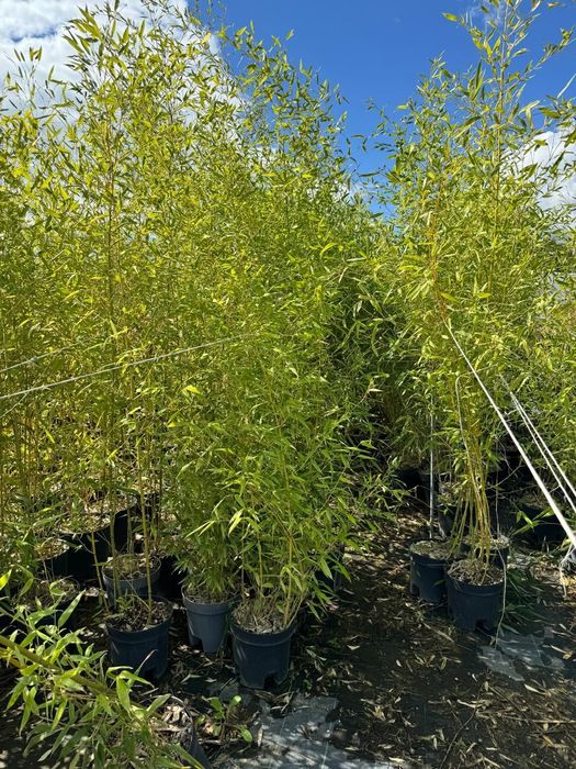 Tuia  leylandii bambus