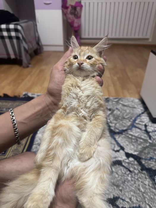 Рыжая кошечка !