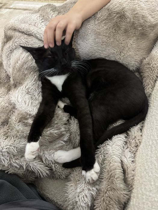 Отдам кота в добрые руки