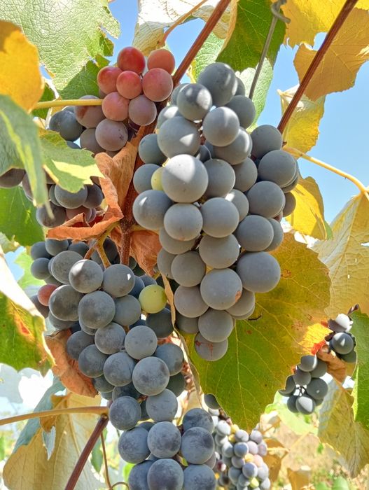 Strugurii pentru vin