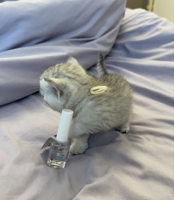Продаются котята Scottish Straight silwer shaded