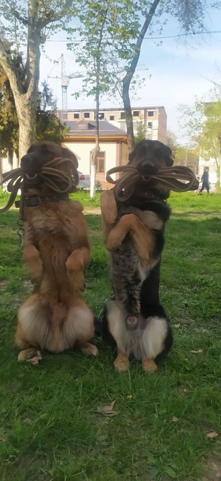 Кинолог-Дрессировка собак