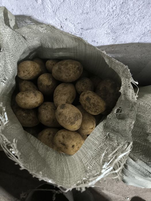 Продам картофель