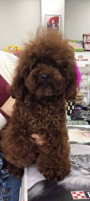 той пудел-мъжки кученца