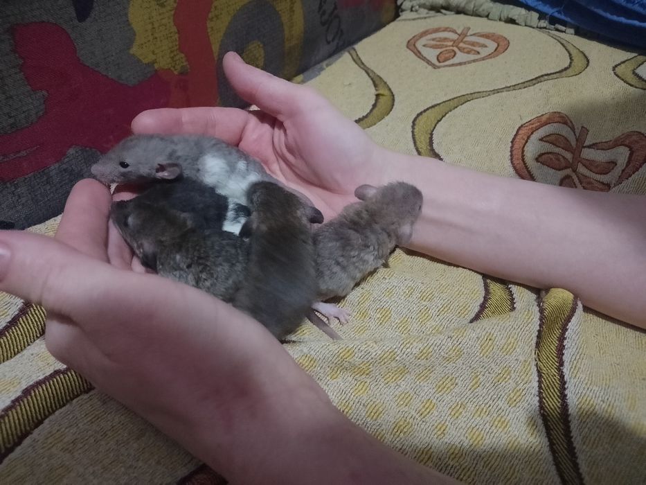 Продам ручных крысят