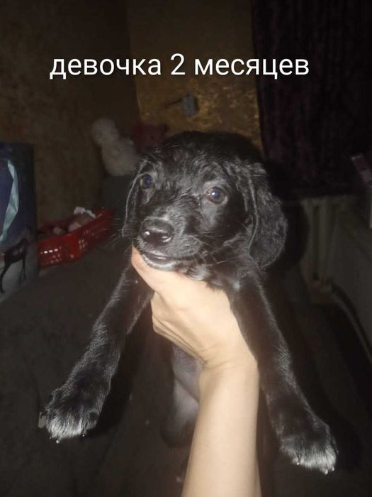 Отдам щенят мама хаски