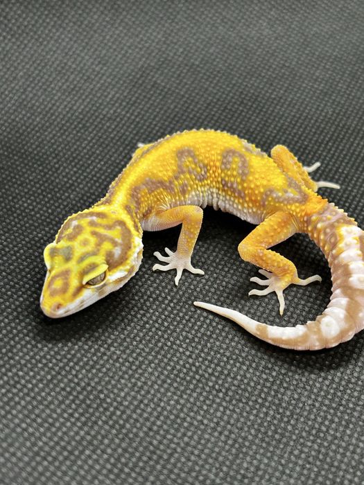 Бебета леопардови гекони и др.