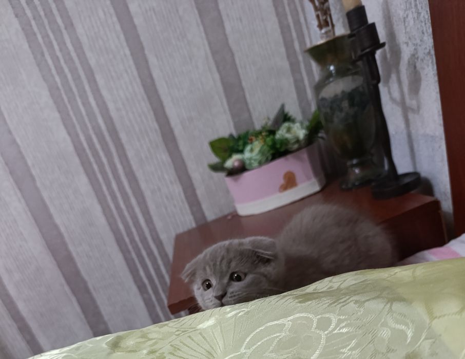 Продаются чистокровные породистые котята