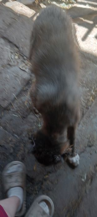 Toza zotli it sotiladi