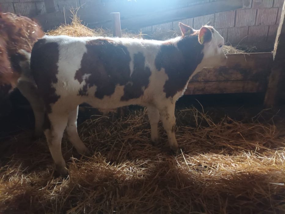 Vand 2 taurasi baltati