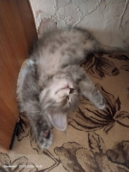 Котик серый 2 месяца
