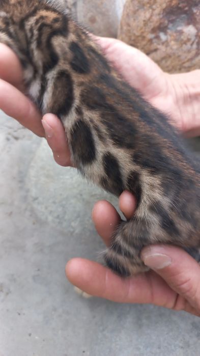 Бенгальские чистокровные котята!