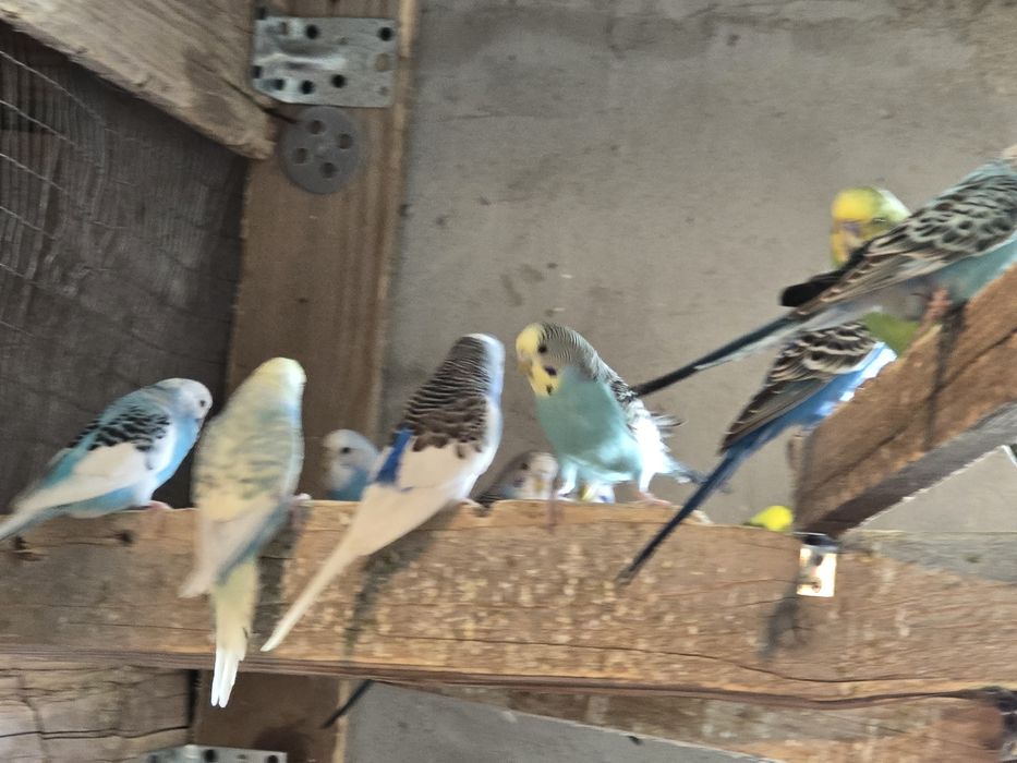 Papagali perusi en-gros