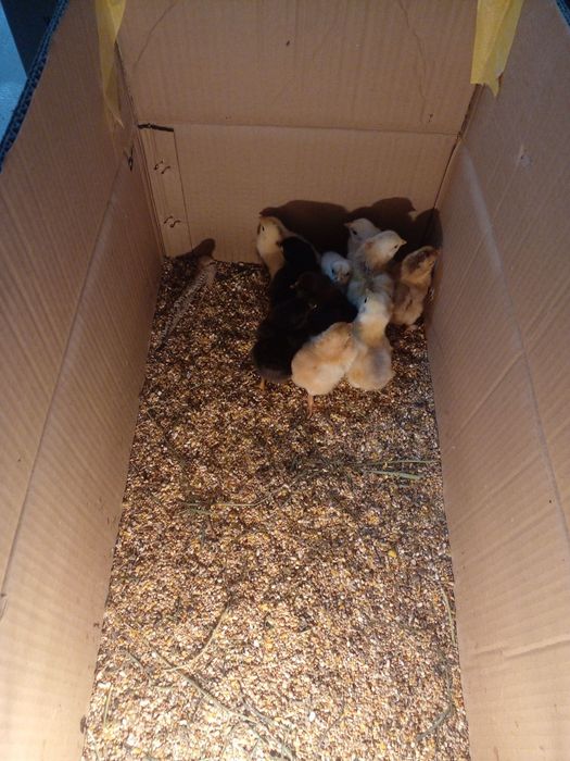 Jojalar bor qibrayda