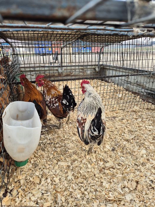 Карликовые петушки бентамки