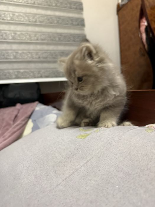 Продается котёнок