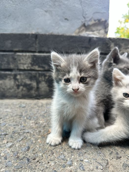 Отдам котят в добрые руки